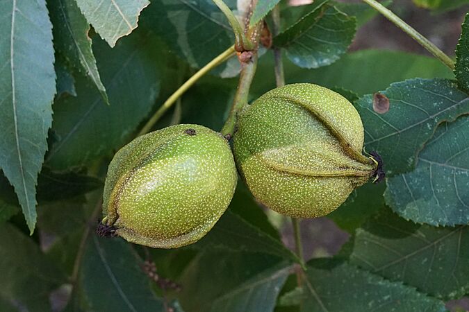 Carya cordiformis (Bitternut Hickory) (37064132791)