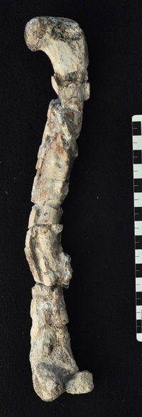 Chindesaurus femur.png