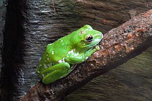 Chinese Gliding Frog (Rhacophorus dennysi), CMN.jpg