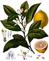 Citrus x limon - Köhler–s Medizinal-Pflanzen-041