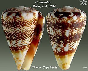 Conus cuneolus 2.jpg
