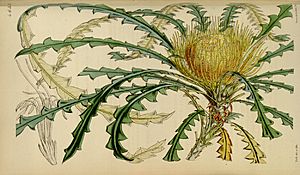 Curtis's Botanical Magazine - Plate 4633 - Dryandra nobilis (rotated).jpg