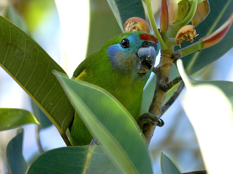 Cyclopsitta diophthalma (female) -Cairns-8