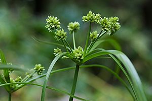 Cyperus eragrostis goldengatepark.jpg