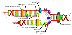 DNA replication en