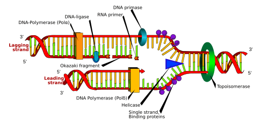 DNA replication en