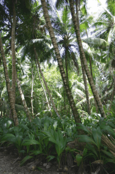 Diego Garcia Cocos Forest