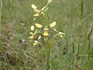 Diuris abbreviata habit