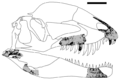 Dracovenator fossils