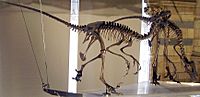 Dromaeosaurus pair NHM