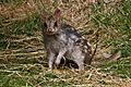 Eastern Quoll (Fawn)
