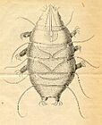 Echiniscus sp