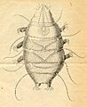 Echiniscus sp