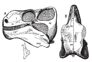 Edaphosaurus skull
