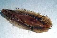 Egg case elephantfish DSF0874