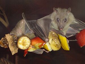 Egyptian fruit bat