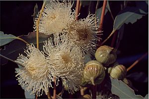 Eucalyptus burracoppinensis flowers