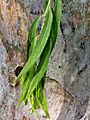 Eucalyptus camaldulensis - adult leaves