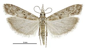 Eudonia leptalea female2.jpg