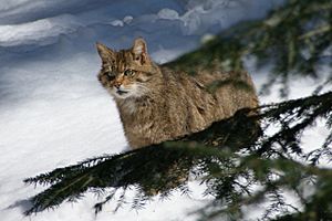 European Wildcat Nationalpark Bayerischer Wald 02