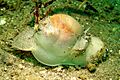 Euspira lewisii 3 cropped