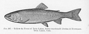 FMIB 51774 Yellow-fin Trout of Twin Lakes, Salmo macdonaldi Jordan & Evermann Twin Lakes, Colo.jpeg