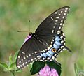 Female Black Swallowtail Megan McCarty08