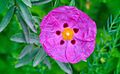 Five Spot Rock Rose (157473461)
