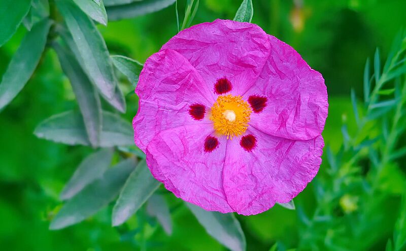 Five Spot Rock Rose (157473461)