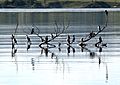 Flock of Little Pied Cormorants