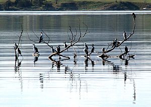 Flock of Little Pied Cormorants