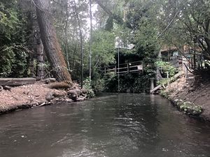 Fremont Cottonwood along the Steamboat Ditch