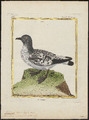 Fulmarus capensis - 1700-1880 - Print - Iconographia Zoologica - Special Collections University of Amsterdam - UBA01 IZ17900108