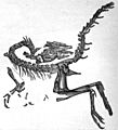 German Compsognathus
