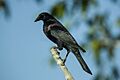 Giant Cowbird - Pantanal - Brazil H8O0545 (23593619780)