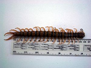 Giant centipede 16 cm long