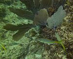 Gorgonia ventalina - purple sea fan - Ocyurus chrysurus - yellowtail snapper and Abudefduf saxatilis - sergeant major - Punta Cana - Dominican Republic.jpg
