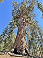 Grizzly Giant, Mariposa Grove, Yosemite National Park - June 2022