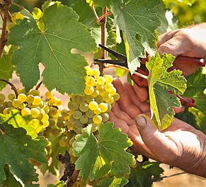 Gruner Veltliner grapes being hand harvested at Hahndorf Hill vineyard in the Adelaide Hills