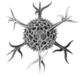 Haeckel Spumellaria detail