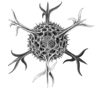 Haeckel Spumellaria detail
