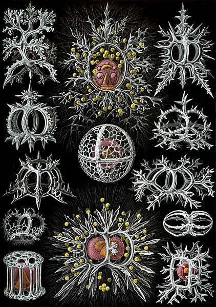 Haeckel Stephoidea edit