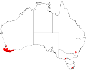Hakea oleifolia Distribution Map.png