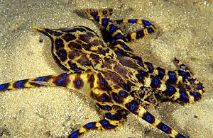 Hapalochlaena maculosa top