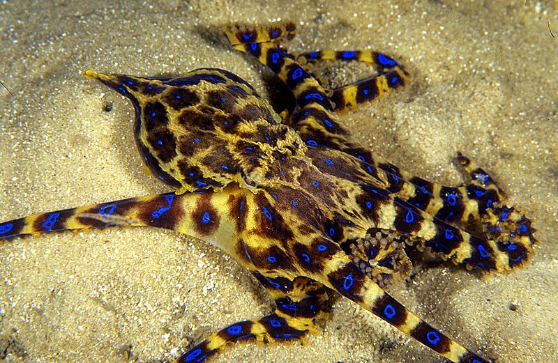 Hapalochlaena maculosa top