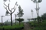 Haputale, Sri Lanka, Tea plantations and trees