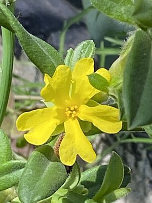 Hibbertia circinata flower.jpg