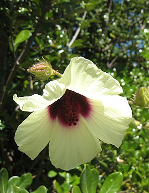Hibiscus diversifolius flower