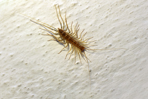 House centipede Scutigera coleoptrata on the wall