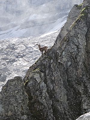 Ibex in the French Vanoise National Park